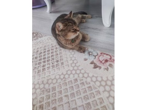 British tekir kırması akıllı bir kedi