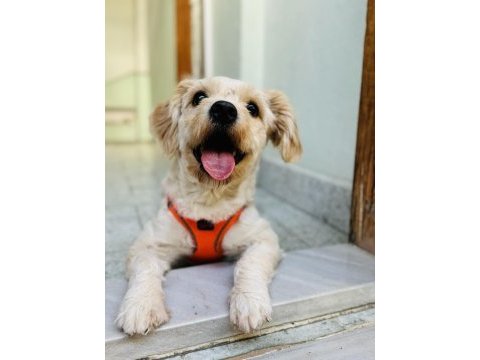 Eğitimli maltipoo