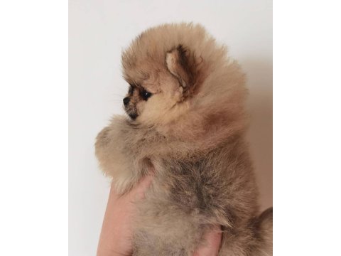 Sevimli pomeranian yavruları