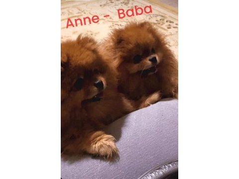 Orjinal gülen surat 3 aylık pomeranian erkek