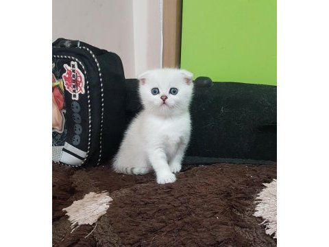 Anne baba şecereli safkan silver scottish fold yavrularımız