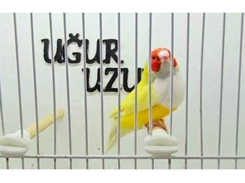 Gökkuşağı ispinozu (gouldian finch) mevcuttur
