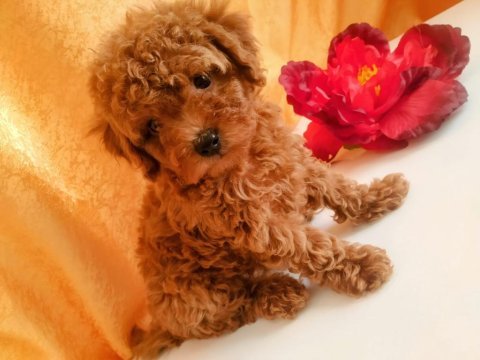 Kore gen toy poodle yavrular