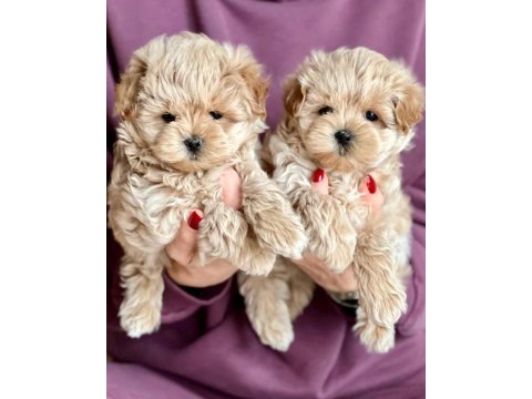 Sevimli maltipoo yavruları