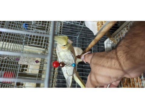 Ele kola alışık sultan papağanı