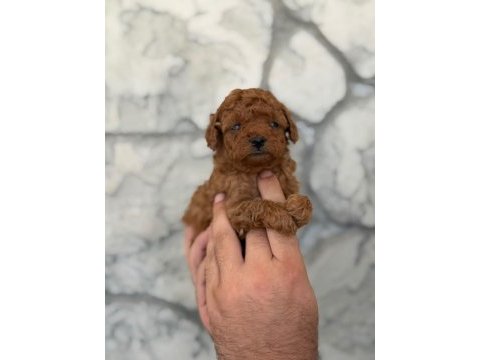 A kalite teacup poodle