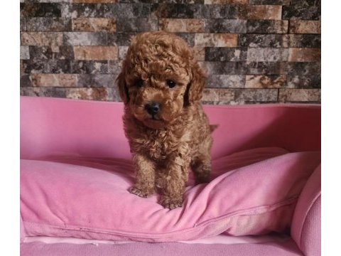 Toy boy sağlıklı poodle yavrumuz