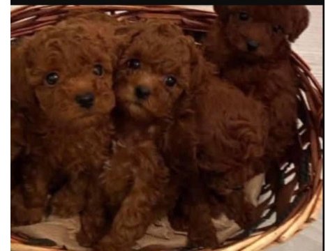 Küçük boy toy poodle değerlendirmeden geçmeyin