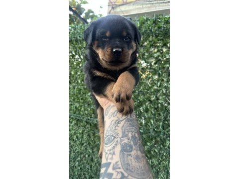 A kalite rottweiler yavrular
