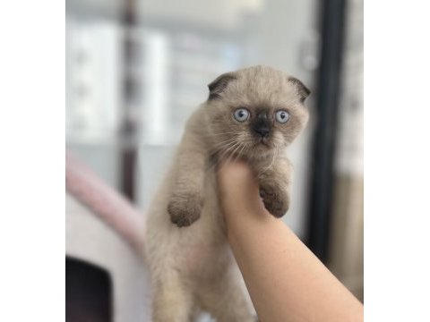 Scottish fold kedimiz yuvasını arıyor