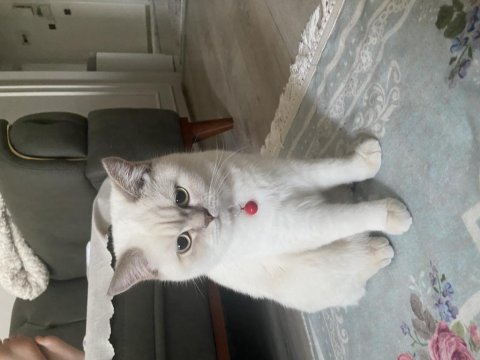 Harika bir british shorthair var