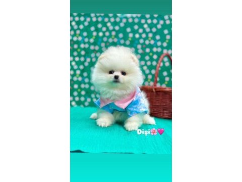 Patilivosvos pamuk şekerleri pomeranian köpekler