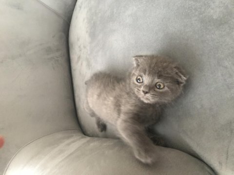 Scottish fold yavrumuz yuvalandırılacaktır