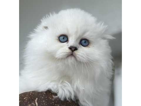 Scottish fold erkek yavru