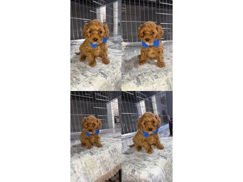 Minik toy poodle
