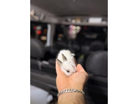 Mini bebek tavşanlarımız mevcuttur