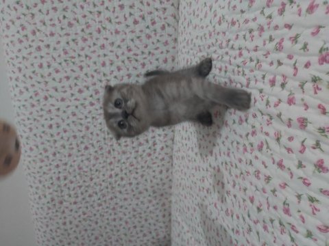 British shorthair ve scottish fold