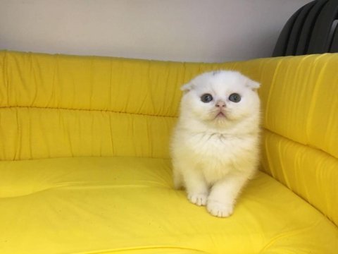 Beyaz scottish fold yavrumuz