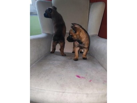 Belçika malinois