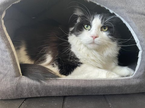 3 yaşında dişi maine coon