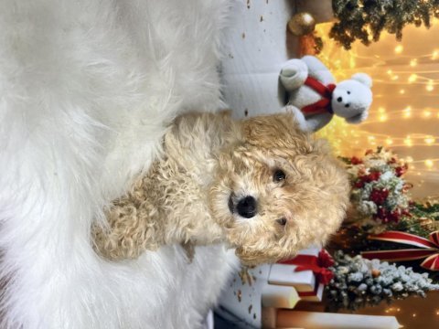 Kıvır kıvır maltipoo