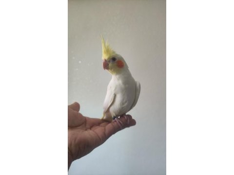 Eğitmelik iki aylık bebek lutino sultan papağanı