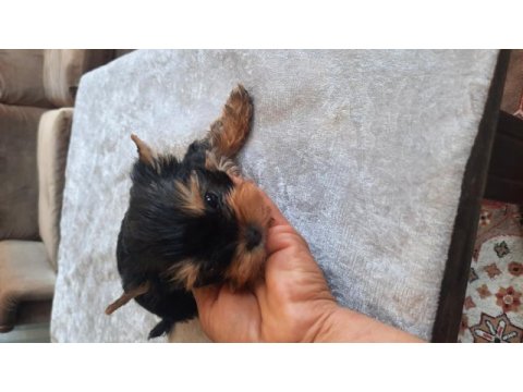 Sahibinden yorkshire terrier yavru