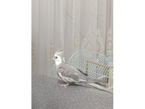 Ele alışkın sultan papağanı