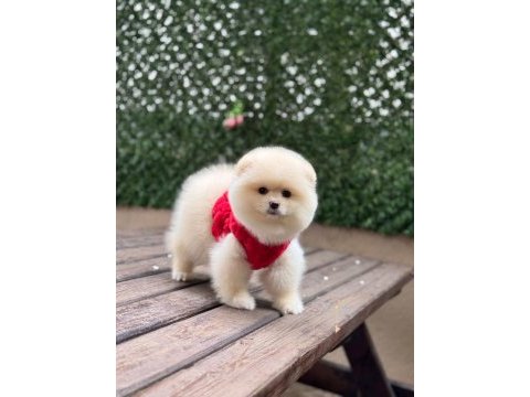 Pomeranian boo köpekleri