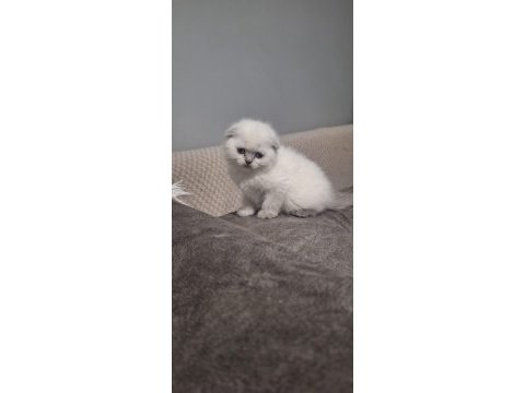 Güzel top yüzlü yavru scottish fold teslime hazır