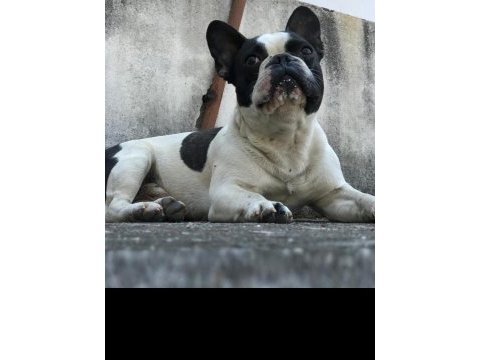 1 yaşında bulldog tüm aşıları mevcuttur
