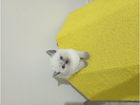 British longhair erkek dişi blue point