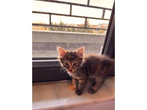 3 minik tekir bebeğe ömürlük yuva