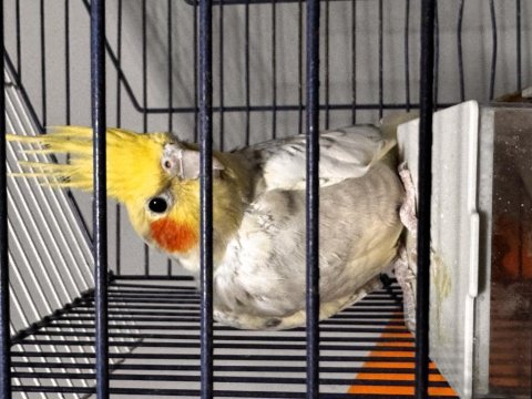 Sultan papağanı 9 aylık