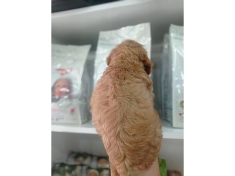 2,5 aylık erkek cockapoo