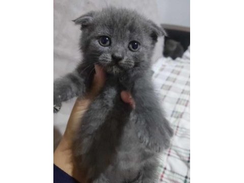 48 günlük dişi scottish fold yavrum