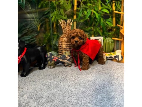Kore kan toy poodle yavrularımız