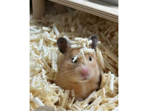 Hamster gonzales yavruları heryere gönderim