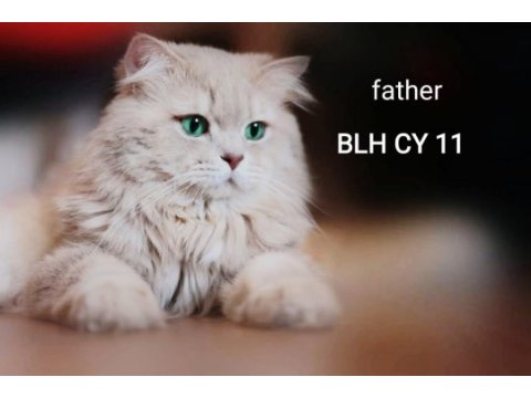 Full secereli 8 aylık erkek british longhair