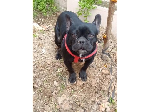 7 aylık siyah french bulldog