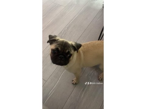 7 aylık dişi pug