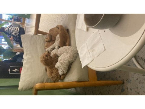 Sahibinden toy poodle dişi