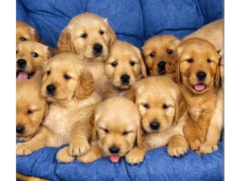 Golden retriever bebekler