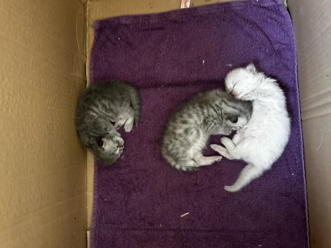 Safkan kedimizin yavruları