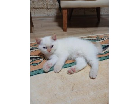 British shorthair red point