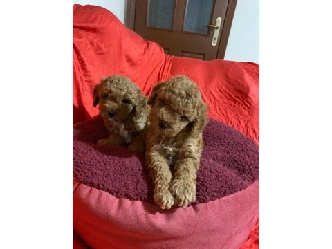 Safkan toy poodle yavrularımız