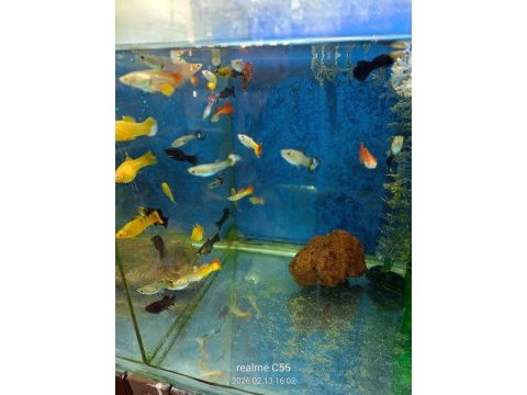 Lepistes moli kılıç neon tetra