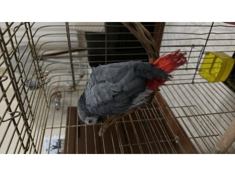 Erkek jako papağanı