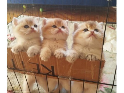 World cat federasyonu kayıtlı golden british bebekler