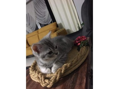 Brıtısh shorthaır bolu acıl